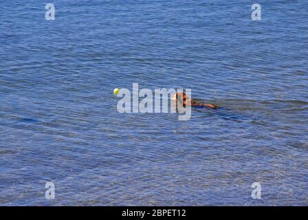 Cane che nuotano in mare, inseguire una palla gialla, Exmouth, Devon, Inghilterra Foto Stock