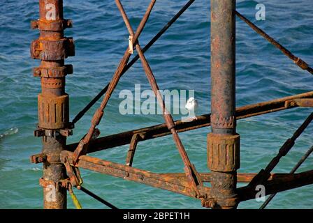 Gull appollaiato sul supporto per il molo sul mare, Brighton, East Sussex, Inghilterra Foto Stock