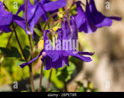 Fiori viola Aquilegia nel nord-est Italia in primavera. Conosciuto anche come Columbine Foto Stock