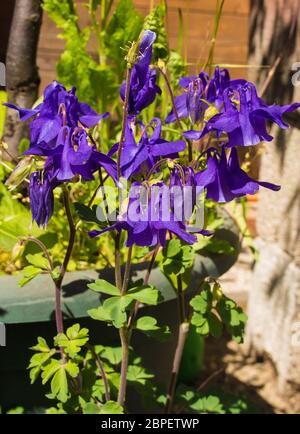 Fiori viola Aquilegia nel nord-est Italia in primavera. Conosciuto anche come Columbine Foto Stock