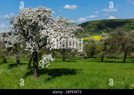 Apfelblüte in der fränkischen Schweiz Foto Stock