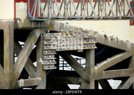 Molti gabbiani arroccati su scaffali appositamente costucted sotto Mumbles molo, Galles Foto Stock