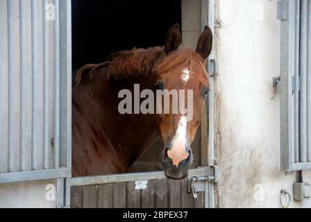 Cavallo marrone, con lampo bianco sul naso, racchiuso in stalla, con testa che guarda fuori su porta stabile Foto Stock