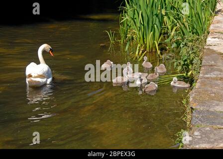 Swan con dieci cigneti a lato del fiume Frome, Dorchester, Dorset, Inghilterra Foto Stock