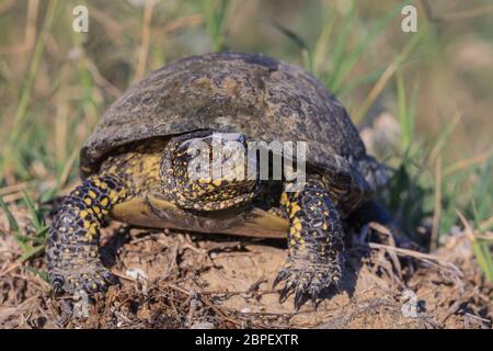 Unione tartaruga palustre (Emys orbicularis). Il Delta del Danubio, Romania Foto Stock