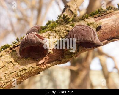 Close up di crescente appeso jelly ebreo orecchie tree sambuco - padiglione auricolare Auricularia-judae (Boll.) Wettst. - Jelly orecchio fungo; essex; Inghilterra; Regno Unito Foto Stock