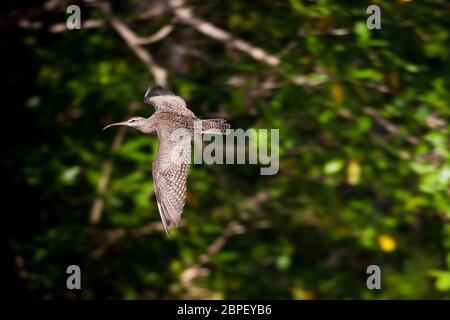 Whimbrel, Numenius phaeopus, in volo sopra Rio Mogue, costa del Pacifico, provincia di Darien, Repubblica di Panama. Foto Stock