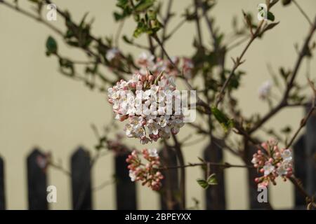 Fiori bianchi di virbunum burkwoodii Anne Russel, Osterschneeball di fronte ad un vecchio recinto di legno, bel fondo per un montaggio Foto Stock