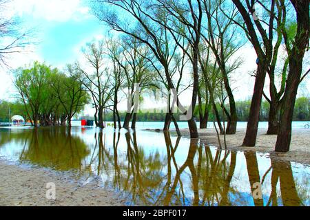 Inondazioni in parco pubblico in primavera. Inondati di alberi nella primavera del parco. Gli alberi fioriscono in primavera. Salici nel parco in primavera. Allagamento proveniente da city park Foto Stock