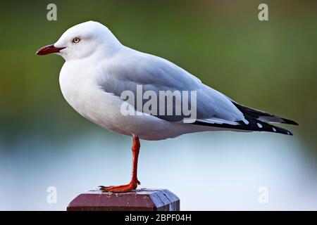 Uccelli / Australian Silver Gull a Ballarat Victoria Australia. Foto Stock