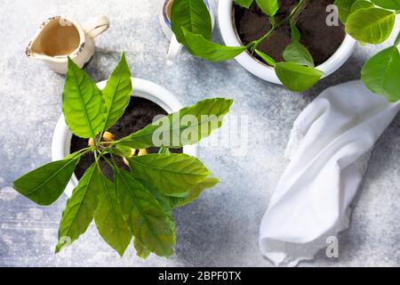 Albero di avocado e albero di arancio coltivato a casa, piante di casa tropicali. Annaffiatura piante, curando per piante domestiche. Vista dall'alto sfondo piatto. Foto Stock