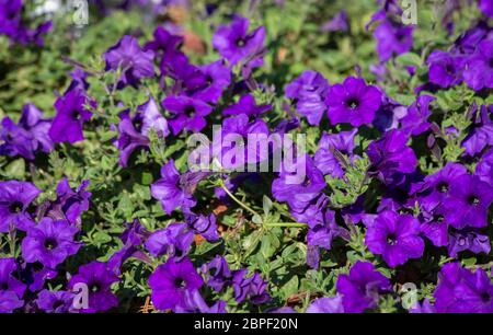 Luminose, piuttosto viola nelle petunie crescendo in un letto di fiori Foto Stock