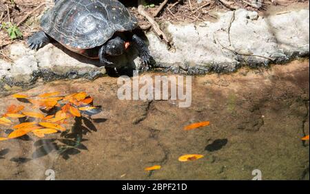 Sud del dipinto di tartaruga (Chrysemys picta) sulla riva di un piccolo laghetto artificiale Foto Stock