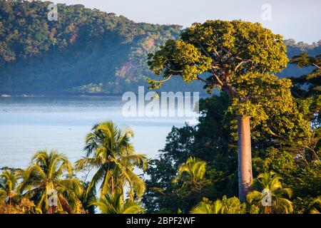 Panama paesaggio con lussureggiante foresta pluviale costiera a Punta Patino riserva naturale, costa del Pacifico, provincia di Darien, Repubblica di Panama, America Centrale. Foto Stock