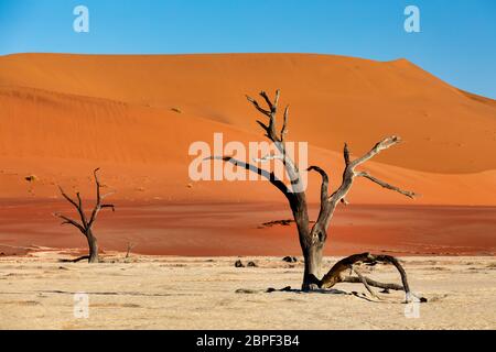 Bel mattino colori e morto in acacia nascosto Dead Vlei paesaggio nel deserto del Namib, morto di alberi di acacia in valle con cielo blu, Namibia Foto Stock