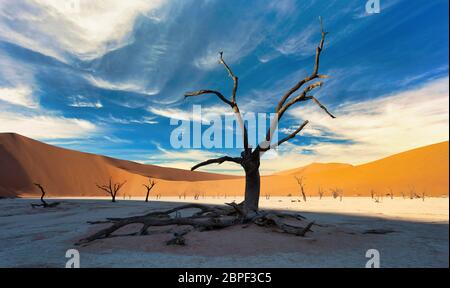 Bel mattino colori e morto in acacia nascosto Dead Vlei paesaggio nel deserto del Namib, morto di alberi di acacia in valle con cielo blu, Namibia Foto Stock