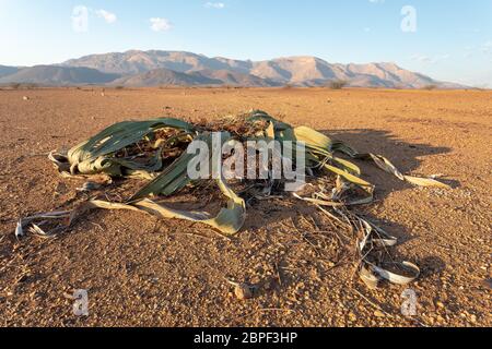Welwitschia mirabilis piante preistoriche, monte Brandberg Erongo, Namibia, incredibile deserto impianto fossile vivente nel deserto del Namib Foto Stock