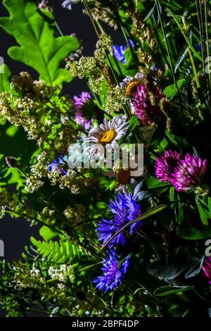 Bouquet con trifoglio, fiordaliso margherite e. Fiori su sfondo scuro. Natura fiore. Fiori rurale su sfondo nero. Bouquet floreale da selvatici su Foto Stock