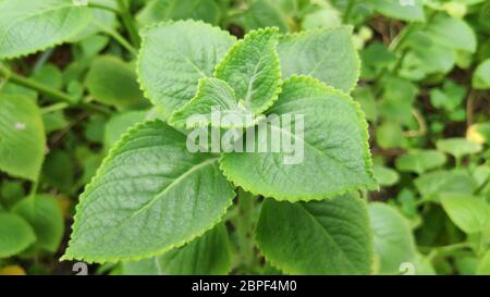 Fresco verde indiano pianta di borragine nel giardino della natura Foto Stock