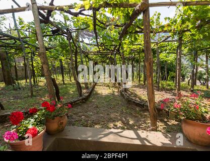 Pergola coperta con vitigni, fornendo ombra nei giorni caldi in Ravello Costiera Amalfitana. Italia Foto Stock