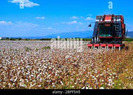 Campi di cotone pronti per la raccolta Foto Stock