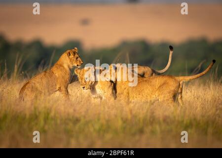 Tre leonesse giocare a combattere in erba lunga Foto Stock