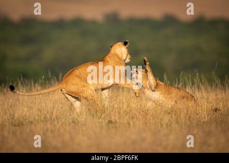 Due leonesse in erba lunga lotta play Foto Stock