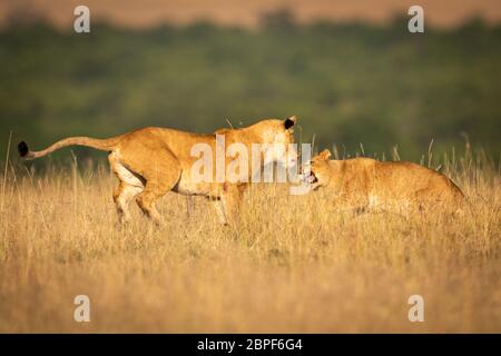 Due leonesse in erba lunga giocare combattimenti Foto Stock