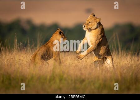 Due leonesse sulle zampe posteriori giocare combattimenti Foto Stock