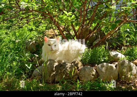 Un gatto bianco maschio di 10 anni in un giardino italiano del nord-est, seduto sotto un arbusto siberiano di mirtillo - conosciuto anche come Lonicera Caerulea, Haskap Berry Foto Stock