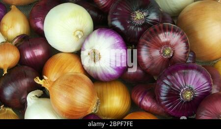 Il mucchio di cipolle di diverse varietà, colori e forme. Foto Stock