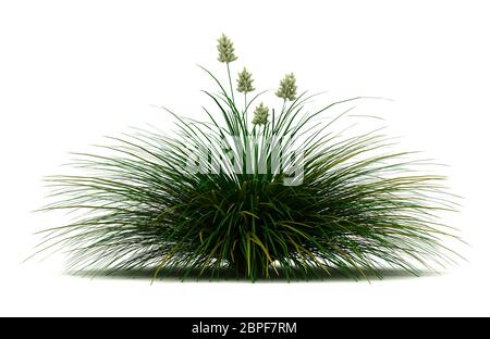 Unico colore blu Bunchgrass impianto isolato (sfondo bianco) Foto Stock