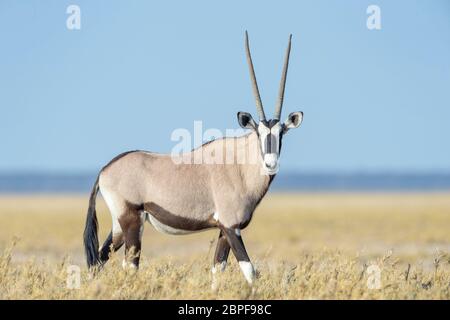 Gemsbok o Oryx (gazella Oryx) in piedi sulla savana, guardando la macchina fotografica, Etosha National Park, Namibia Foto Stock