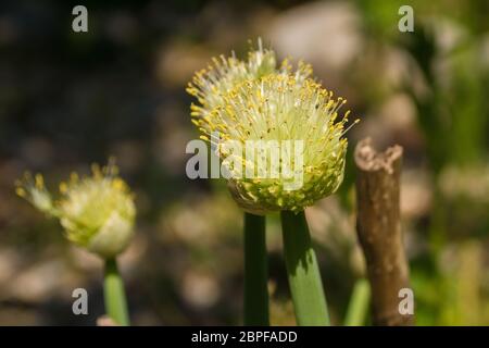 La testa di fioritura di una pianta di cipolla gallese, Allium fisturosum, nota anche come cipolla grappata, cipolla verde lunga, cipolla grappata giapponese. La pianta è in crescita Foto Stock