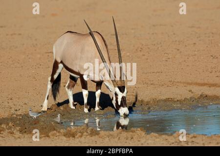 Un antilope gemsbok (Oryx gazella) acqua potabile, deserto Kalahari, Sud Africa Foto Stock