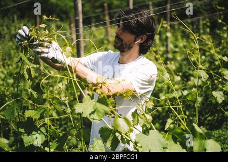 Torino, Italia. 18 maggio 2020. Un lavoratore lavora in un vigneto a Torino, 18 maggio 2020. Credit: Federico Tardito/Xinhua/Alamy Live News Foto Stock