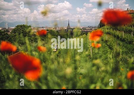 Torino, Italia. 18 maggio 2020. Un lavoratore lavora in un vigneto a Torino, 18 maggio 2020. Credit: Federico Tardito/Xinhua/Alamy Live News Foto Stock