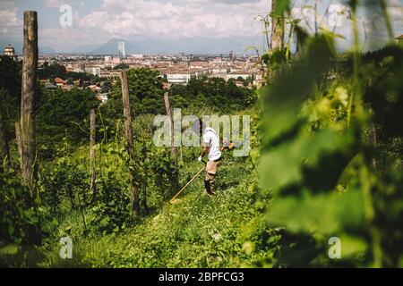 Torino, Italia. 18 maggio 2020. Un lavoratore lavora in un vigneto a Torino, 18 maggio 2020. Credit: Federico Tardito/Xinhua/Alamy Live News Foto Stock