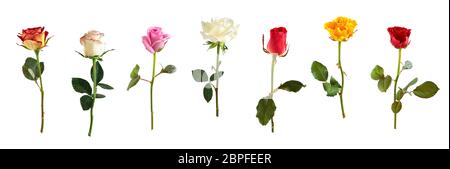 Collezione di Rose differenti isolati su sfondo bianco. Foto Stock