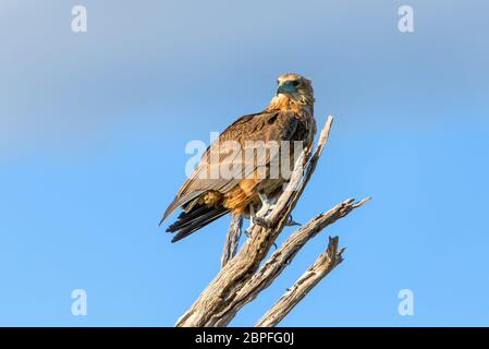 Bruno eagle (Aquila rapax), grande rapace dell habitat naturale Moremi Game Reserve, Botswana Africa safari wildlife Foto Stock