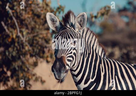 Carino zebra puledro in habitat naturale Moremi Game Reserve, verde palude dopo la stagione delle piogge. Botswana Africa wildlife safari Foto Stock