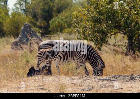 Carino zebra puledro con la madre in habitat naturale Moremi Game Reserve, verde palude dopo la stagione delle piogge. Botswana Africa wildlife safari Foto Stock