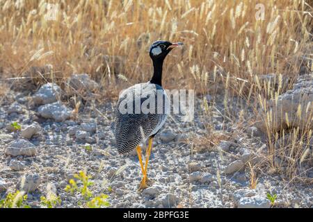 Nero nord Korhaan (Eupodotis afraoides) in habitat naturale, il Parco Nazionale di Etosha, Namibia, Africa safari wildlife Foto Stock