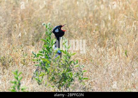 Nero nord Korhaan (Eupodotis afraoides) in habitat naturale, il Parco Nazionale di Etosha, Namibia, Africa safari wildlife Foto Stock