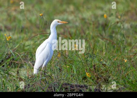Bellissimo uccello airone guardabuoi famiglia ardeidi(Bubulcus ibis) in Moremi Game Reserve, Botswana Africa safari wildlife Foto Stock