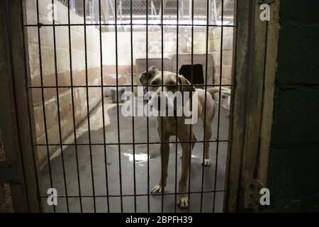 Cane in canile chiuso, gli animali abbandonati, abuso Foto Stock