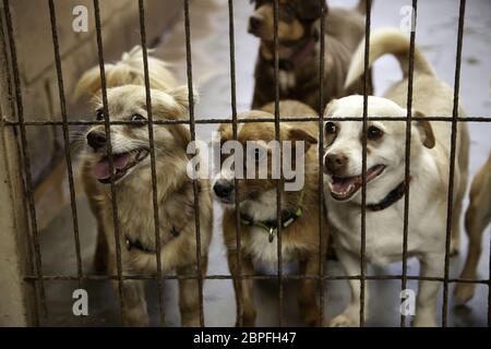 Cane in canile chiuso, gli animali abbandonati, abuso Foto Stock