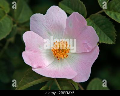 Rosa cane (rosa canina), Regno Unito Foto Stock