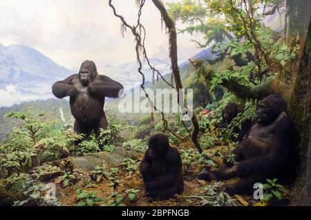 New York, New York, Stati Uniti d'America - 20 Giugno 2011: Gorilla dell Africa Centrale. Parte di una mostra al Museo Americano di Storia Naturale. Foto Stock