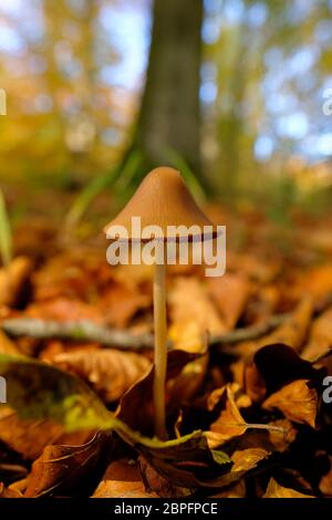 Samthäubchen im herbstlich gefärbten Laub - Makroaufnahme Foto Stock